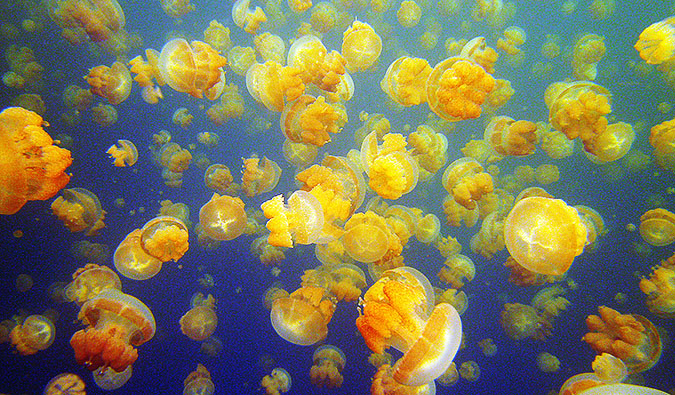 Palau Jellyfish Lake Tour Tips